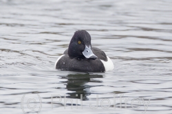 Tufted Duck