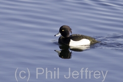 Tufted Duck