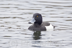 Tufted Duck