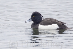 Tufted Duck