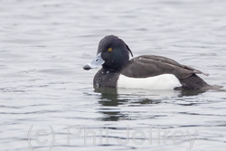 Tufted Duck