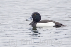 Tufted Duck