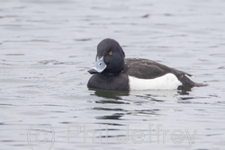 Tufted Duck