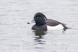 Tufted Duck