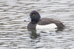 Tufted Duck