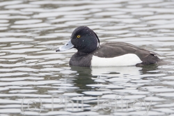 Tufted Duck