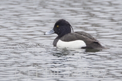 Tufted Duck