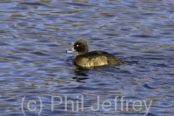 Tufted Duck