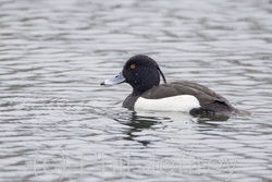 Tufted Duck