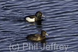 Tufted Duck