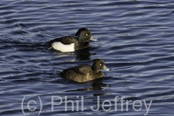 Tufted Duck