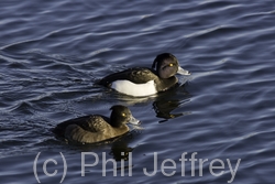 Tufted Duck