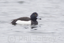 Tufted Duck