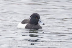 Tufted Duck