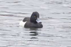 Tufted Duck