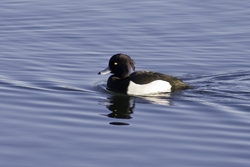 Tufted Duck
