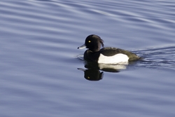 Tufted Duck