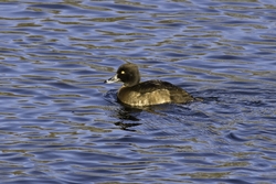 Tufted Duck