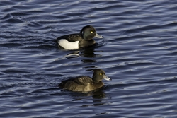 Tufted Duck