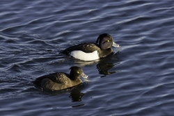 Tufted Duck