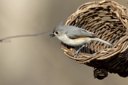 Tufted Titmouse
