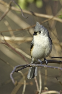 Tufted Titmouse