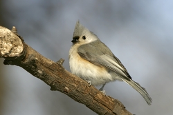 Tufted Titmouse