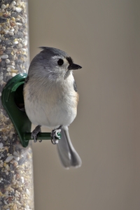 Tufted Titmouse