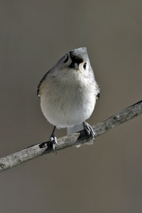 Tufted Titmouse