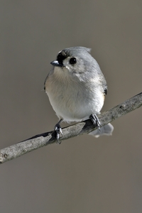 Tufted Titmouse