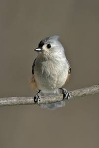 Tufted Titmouse