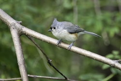 Tufted Titmouse