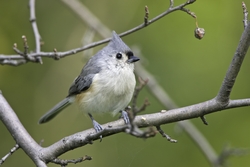 Tufted Titmouse