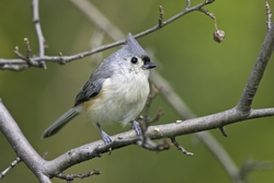 Tufted Titmouse