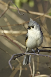Tufted Titmouse