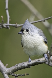 Tufted Titmouse