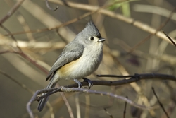 Tufted Titmouse