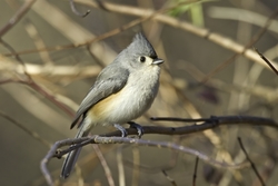 Tufted Titmouse