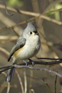 Tufted Titmouse