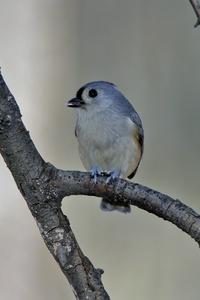 Tufted Titmouse