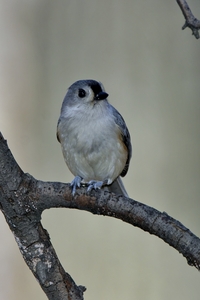 Tufted Titmouse