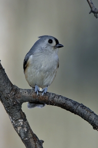 Tufted Titmouse
