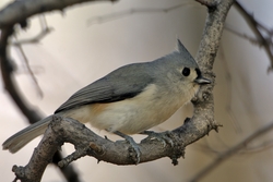 Tufted Titmouse