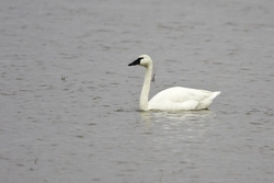 Tundra Swan