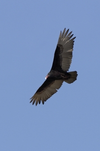 Turkey Vulture