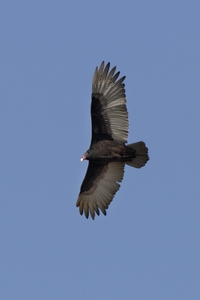 Turkey Vulture
