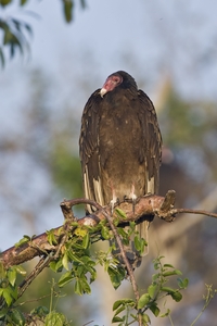 Turkey Vulture