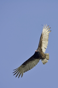 Turkey Vulture