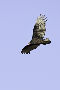 Turkey Vulture