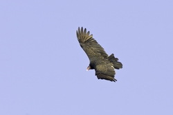 Turkey Vulture